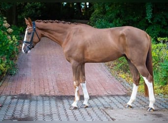 Koń westfalski, Wałach, 4 lat, 170 cm, Kasztanowata