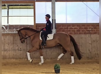Koń westfalski, Wałach, 4 lat, 170 cm, Kasztanowata