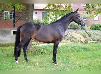 Koń westfalski, Wałach, 4 lat, 170 cm, Skarogniada