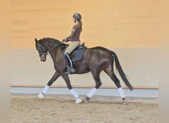 Koń westfalski, Wałach, 4 lat, 172 cm, Ciemnogniada