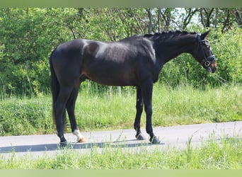 Koń westfalski, Wałach, 4 lat, 173 cm, Ciemnogniada