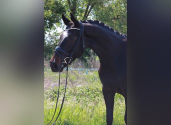 Koń westfalski, Wałach, 4 lat, 173 cm, Ciemnogniada