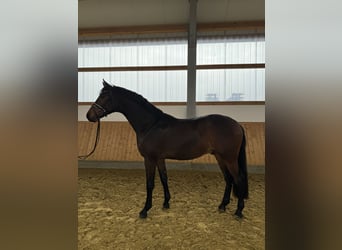 Koń westfalski, Wałach, 4 lat, 173 cm, Gniada