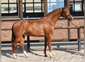 Koń westfalski, Wałach, 4 lat, 173 cm, Kasztanowata