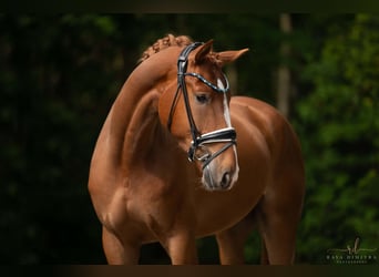 Koń westfalski, Wałach, 4 lat, 174 cm, Kasztanowata