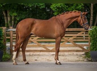 Koń westfalski, Wałach, 4 lat, 174 cm, Kasztanowata