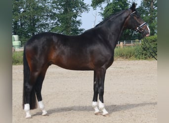 Koń westfalski, Wałach, 4 lat, 174 cm, Skarogniada
