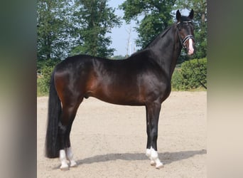 Koń westfalski, Wałach, 4 lat, 174 cm, Skarogniada