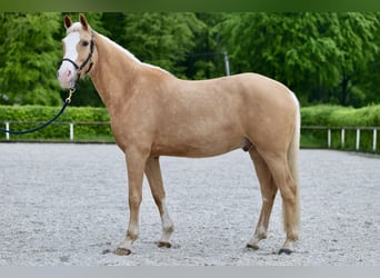 Koń westfalski, Wałach, 5 lat, 152 cm, Izabelowata
