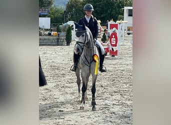Koń westfalski, Wałach, 5 lat, 160 cm, Siwa