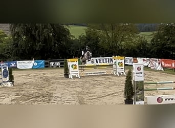Koń westfalski, Wałach, 5 lat, 160 cm, Siwa
