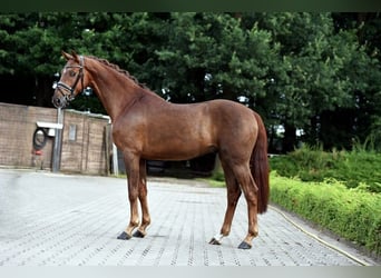 Koń westfalski, Wałach, 5 lat, 162 cm, Kasztanowata