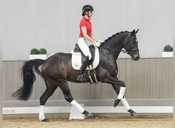 Koń westfalski, Wałach, 5 lat, 162 cm, Skarogniada