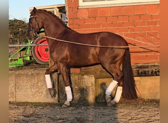 Koń westfalski, Wałach, 5 lat, 164 cm, Ciemnokasztanowata