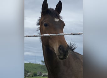 Koń westfalski, Wałach, 5 lat, 165 cm, Ciemnogniada