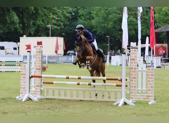 Koń westfalski, Wałach, 5 lat, 165 cm, Ciemnokasztanowata