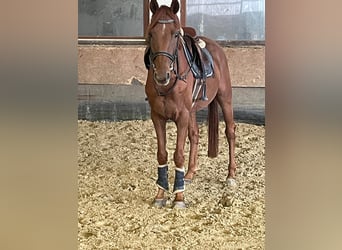 Koń westfalski, Wałach, 5 lat, 165 cm, Kasztanowata