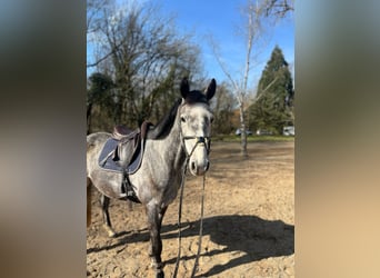 Koń westfalski, Wałach, 5 lat, 165 cm, Siwa