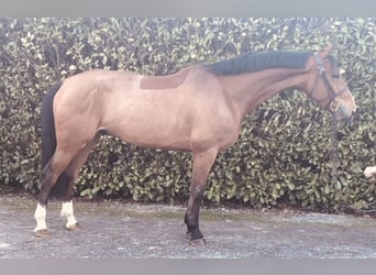 Koń westfalski, Wałach, 5 lat, 166 cm, Gniada
