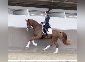 Koń westfalski, Wałach, 5 lat, 167 cm, Ciemnokasztanowata