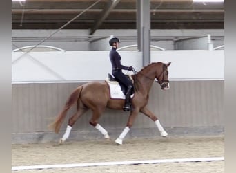 Koń westfalski, Wałach, 5 lat, 167 cm, Ciemnokasztanowata