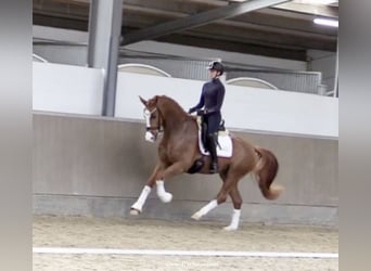 Koń westfalski, Wałach, 5 lat, 167 cm, Ciemnokasztanowata