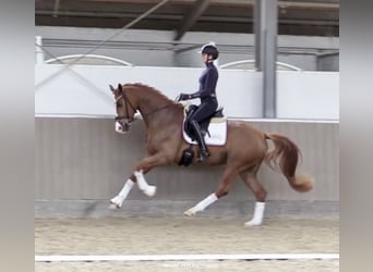 Koń westfalski, Wałach, 5 lat, 167 cm, Ciemnokasztanowata