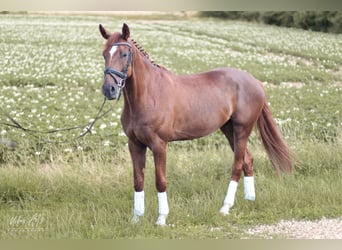 Koń westfalski, Wałach, 5 lat, 168 cm, Ciemnokasztanowata