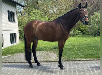 Koń westfalski, Wałach, 5 lat, 169 cm, Gniada