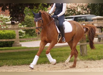 Koń westfalski, Wałach, 5 lat, 170 cm, Ciemnokasztanowata