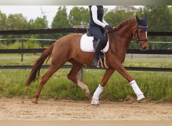 Koń westfalski, Wałach, 5 lat, 170 cm, Ciemnokasztanowata