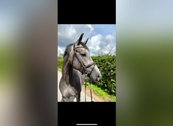 Koń westfalski, Wałach, 5 lat, 170 cm, Siwa