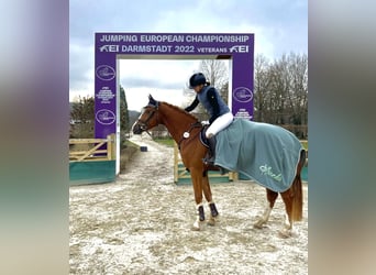 Koń westfalski, Wałach, 5 lat, 172 cm, Kasztanowata