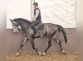 Koń westfalski, Wałach, 5 lat, 173 cm, Siwa
