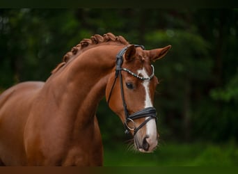 Koń westfalski, Wałach, 5 lat, 174 cm, Kasztanowata