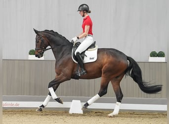 Koń westfalski, Wałach, 5 lat, 176 cm, Ciemnogniada