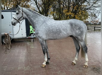Koń westfalski, Wałach, 5 lat, 176 cm, Siwa