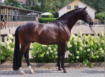 Koń westfalski, Wałach, 5 lat, 178 cm, Ciemnogniada