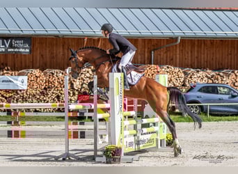Koń westfalski, Wałach, 6 lat, 162 cm, Gniada