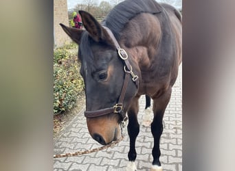 Koń westfalski, Wałach, 6 lat, 163 cm, Gniada