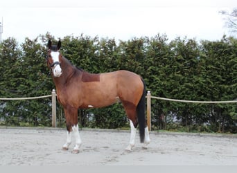Koń westfalski, Wałach, 6 lat, 165 cm, Gniada