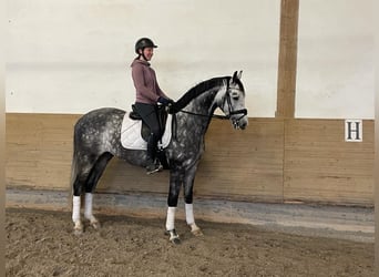 Koń westfalski, Wałach, 6 lat, 165 cm, Siwa jabłkowita