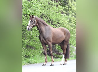 Koń westfalski, Wałach, 6 lat, 166 cm, Ciemnokasztanowata