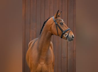Koń westfalski, Wałach, 6 lat, 166 cm, Gniada