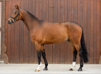 Koń westfalski, Wałach, 6 lat, 166 cm, Gniada