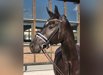 Koń westfalski, Wałach, 6 lat, 166 cm, Kara