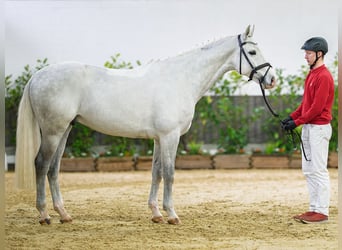 Koń westfalski, Wałach, 6 lat, 166 cm, Siwa