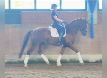 Koń westfalski, Wałach, 6 lat, 167 cm, Ciemnokasztanowata