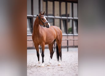 Koń westfalski, Wałach, 6 lat, 167 cm, Gniada