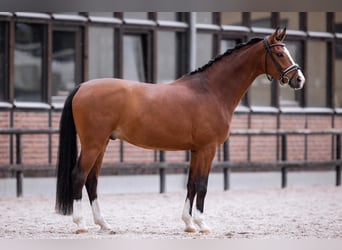 Koń westfalski, Wałach, 6 lat, 167 cm, Gniada